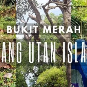 Bukit-Merah-Orang-Utan-Day-Tour-2ffefb1d-642a-4f72-b12d-24a186015c9c