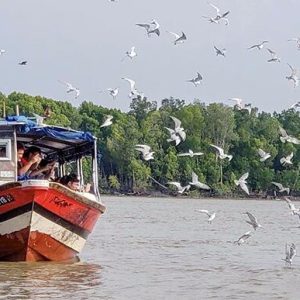 Eagle-Feeding-Kuala-Selangor-2