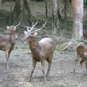 deer